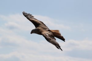 dream interpretation answers of eagle